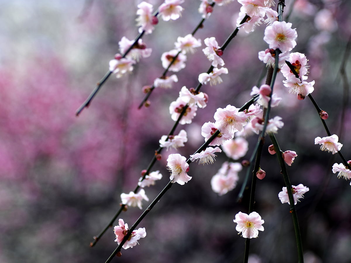 Flowers, macro flower, blossom, spring, cherry blossom / free wallpaper 1600x1200