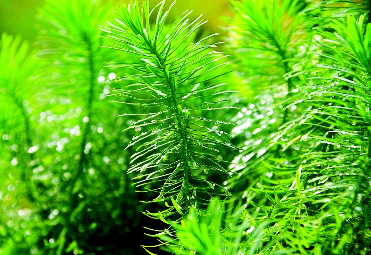 30 Fonds D écran Feuilles Hd Télécharger Gratuitement