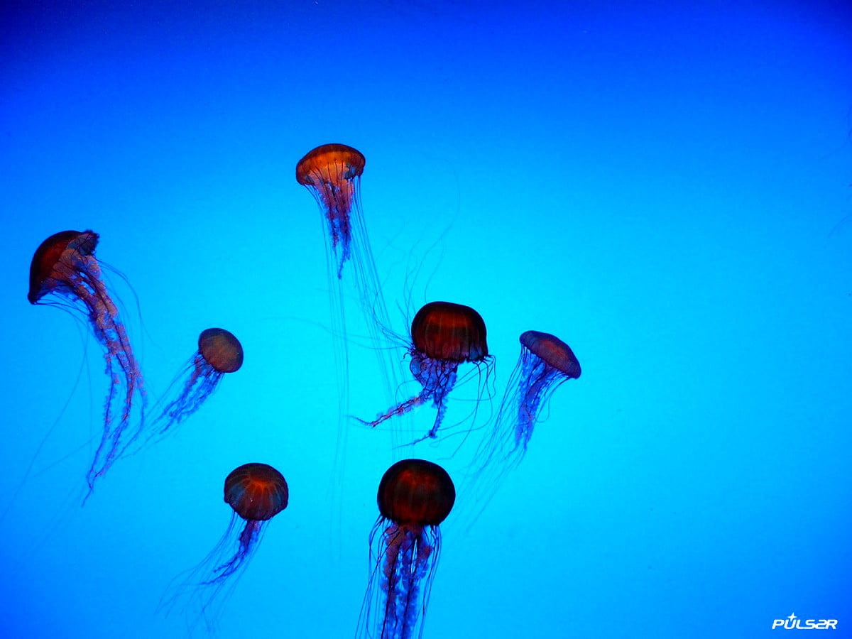 Jellyfish in water — HD wallpaper 1600x1200