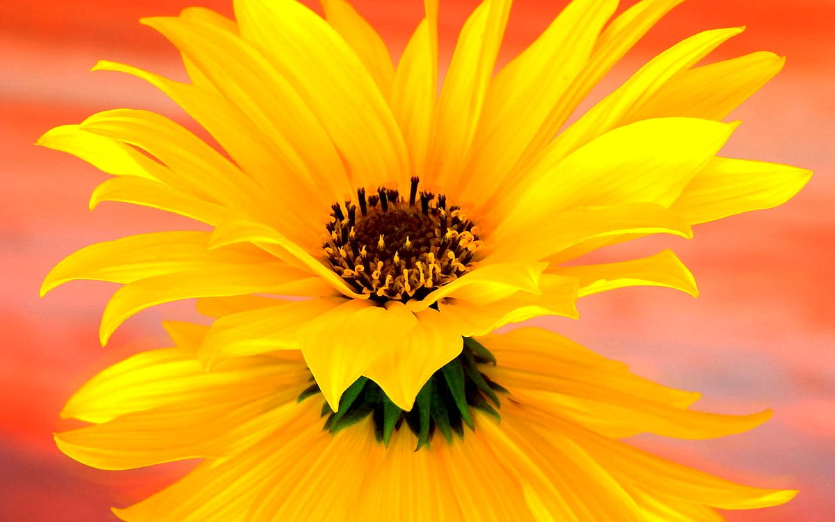 Flowers, petal, yellow, wildflower, sunflower : wallpaper