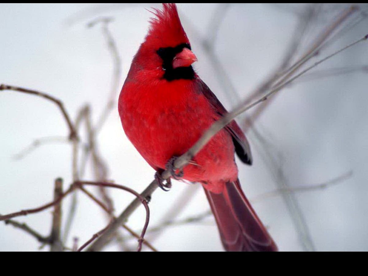 Christmas cardinals, christmas, snow, bird, cardinal, HD wallpaper | Peakpx