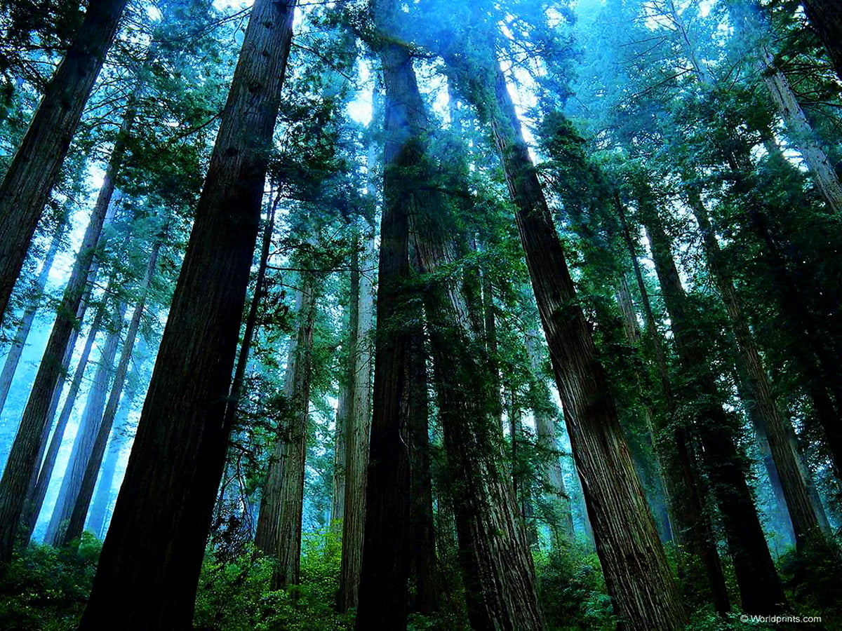 Gratuit photos d'arrière-plan HD - arbre en forêt (1600x1200)