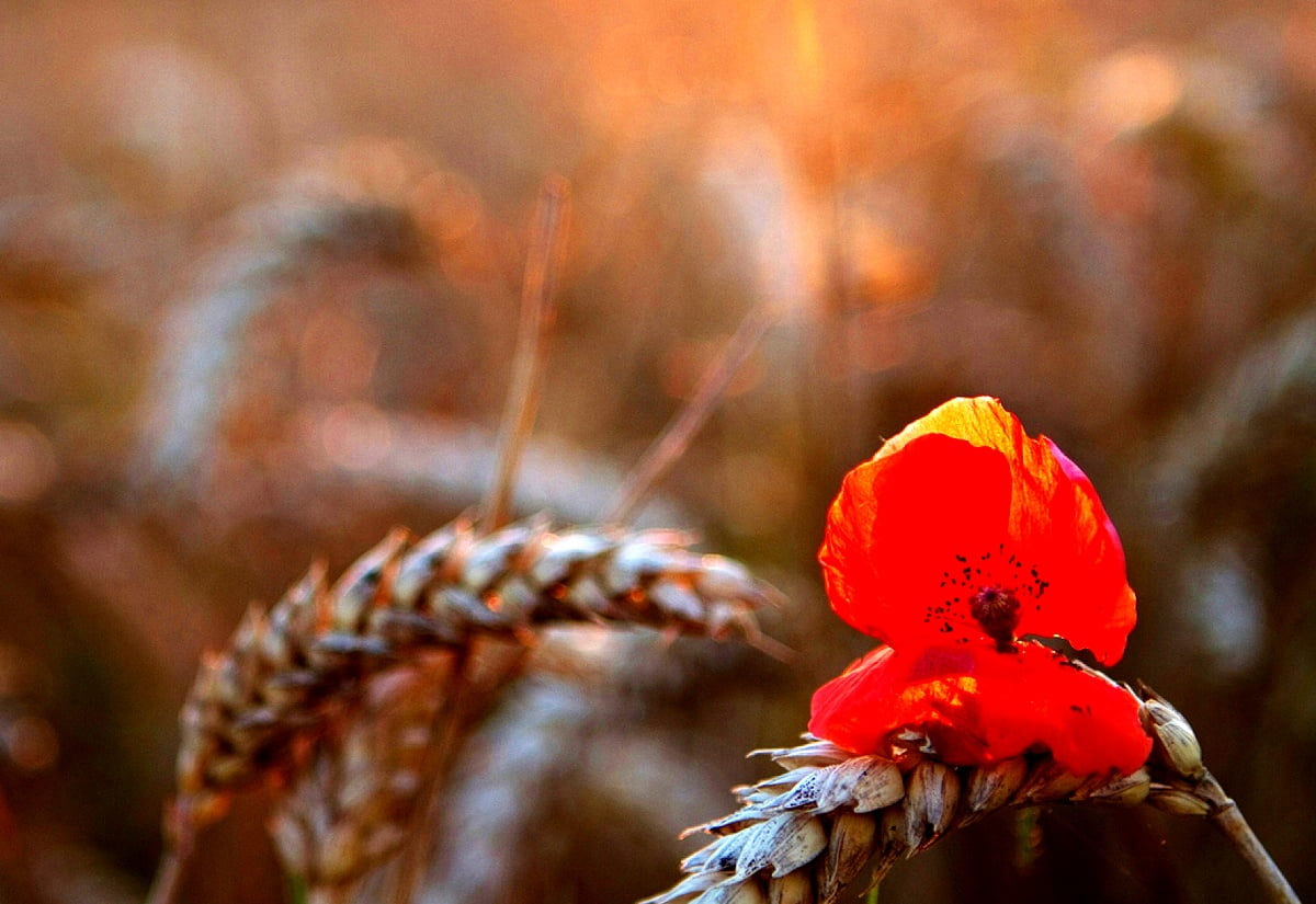 HD background image - poppy, nature, red, flowers, corn poppy 1600x1100