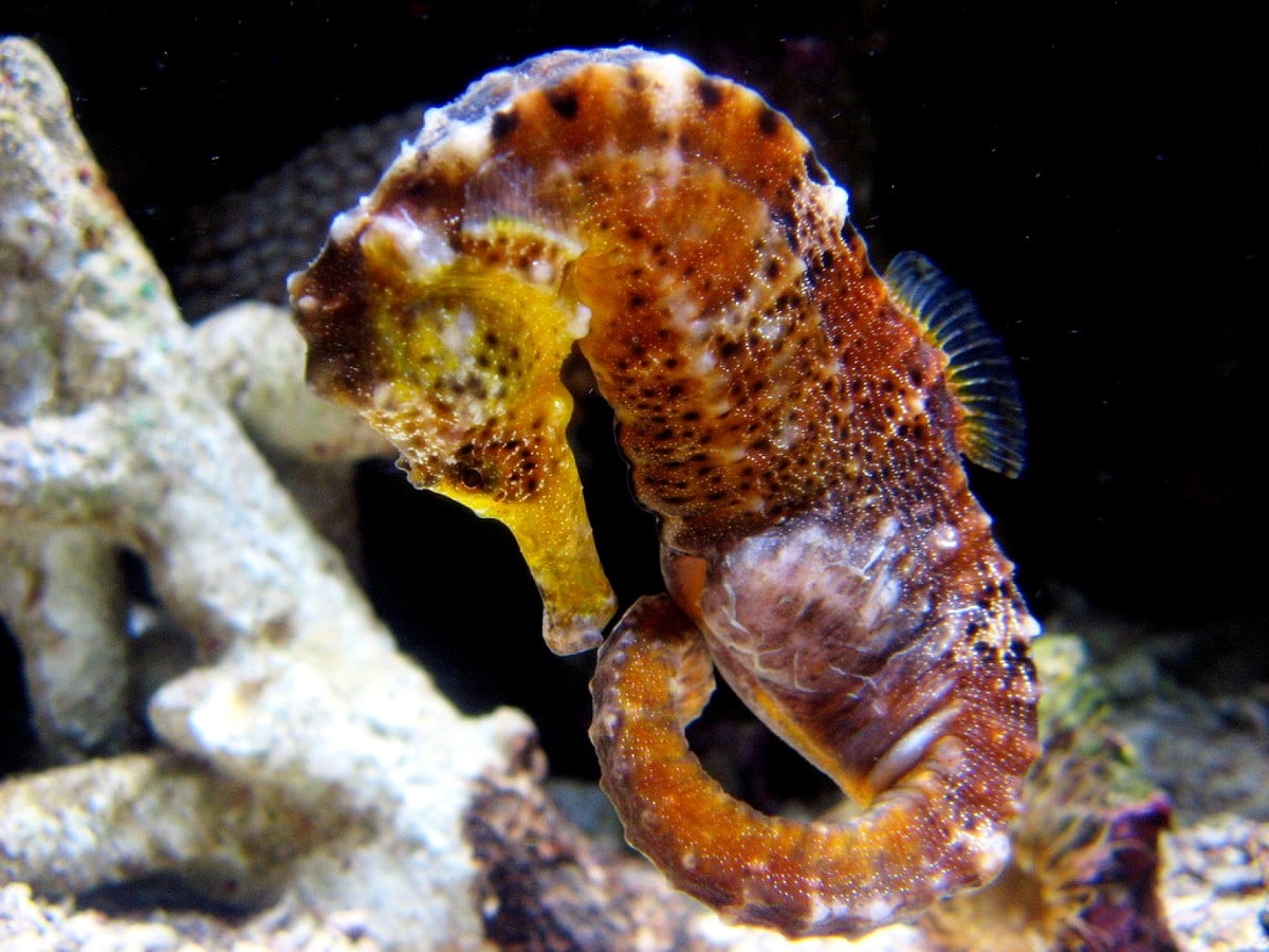 Hippocampe, hippocampe du nord, récif, aquarium, animaux / gratuit photo d'arrière-plan