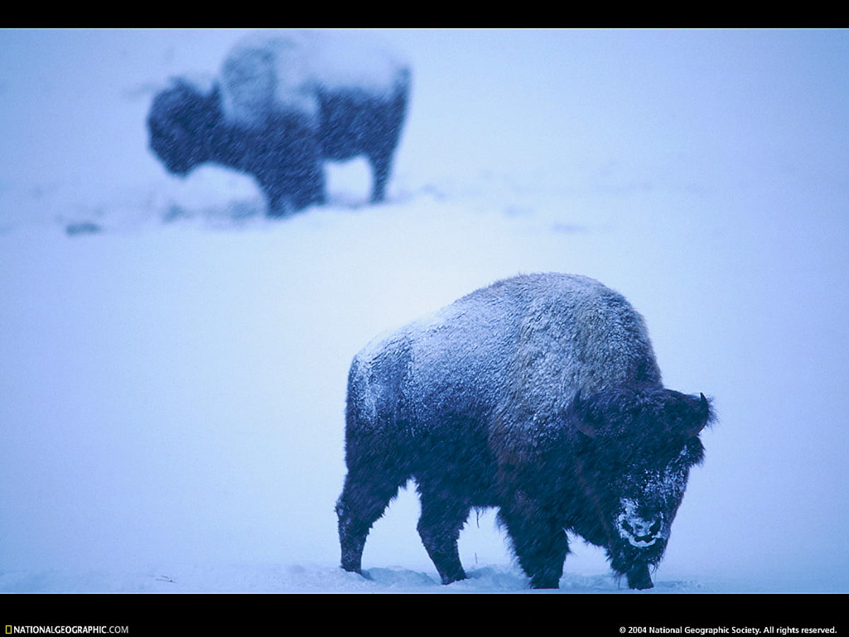 National Geographic, Nat Geo, wildlife, animals, bison / free background