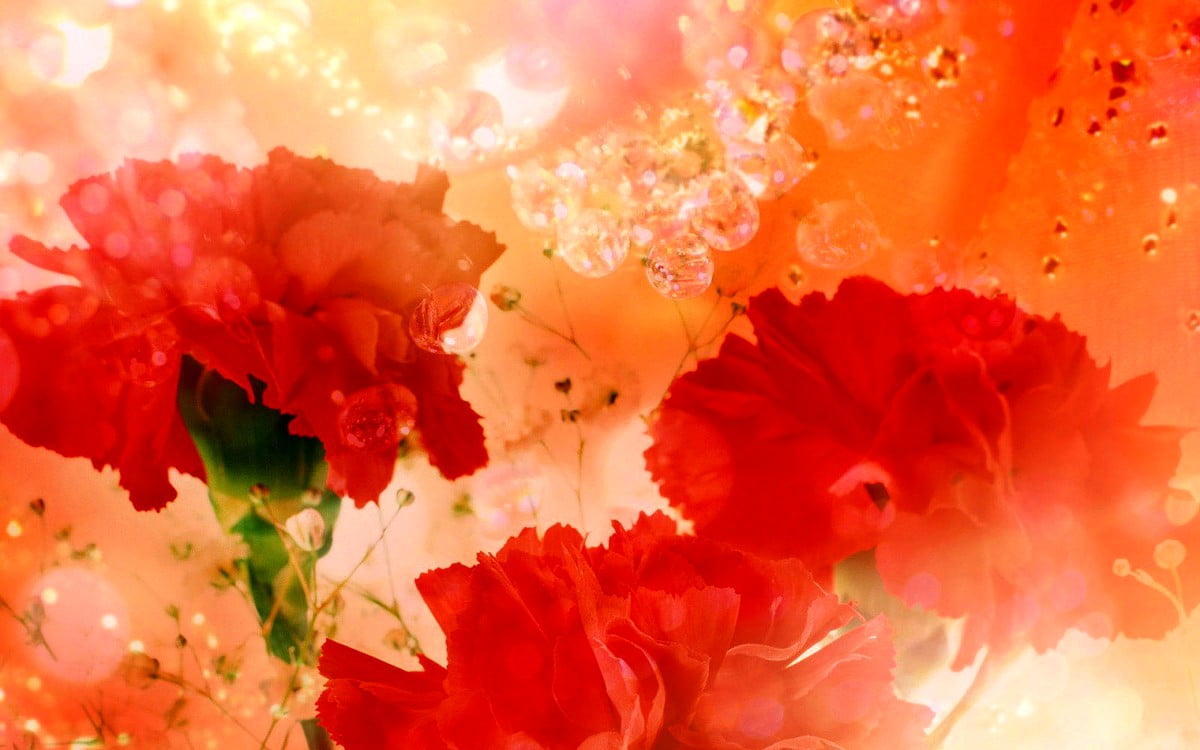 Carnation wallpapers HD 🔥 Download Free backgrounds