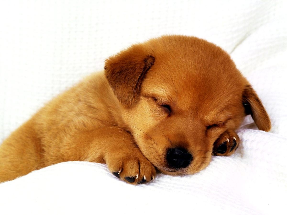 Grand chien brun couché sur le lit : image de fond (1600x1200)