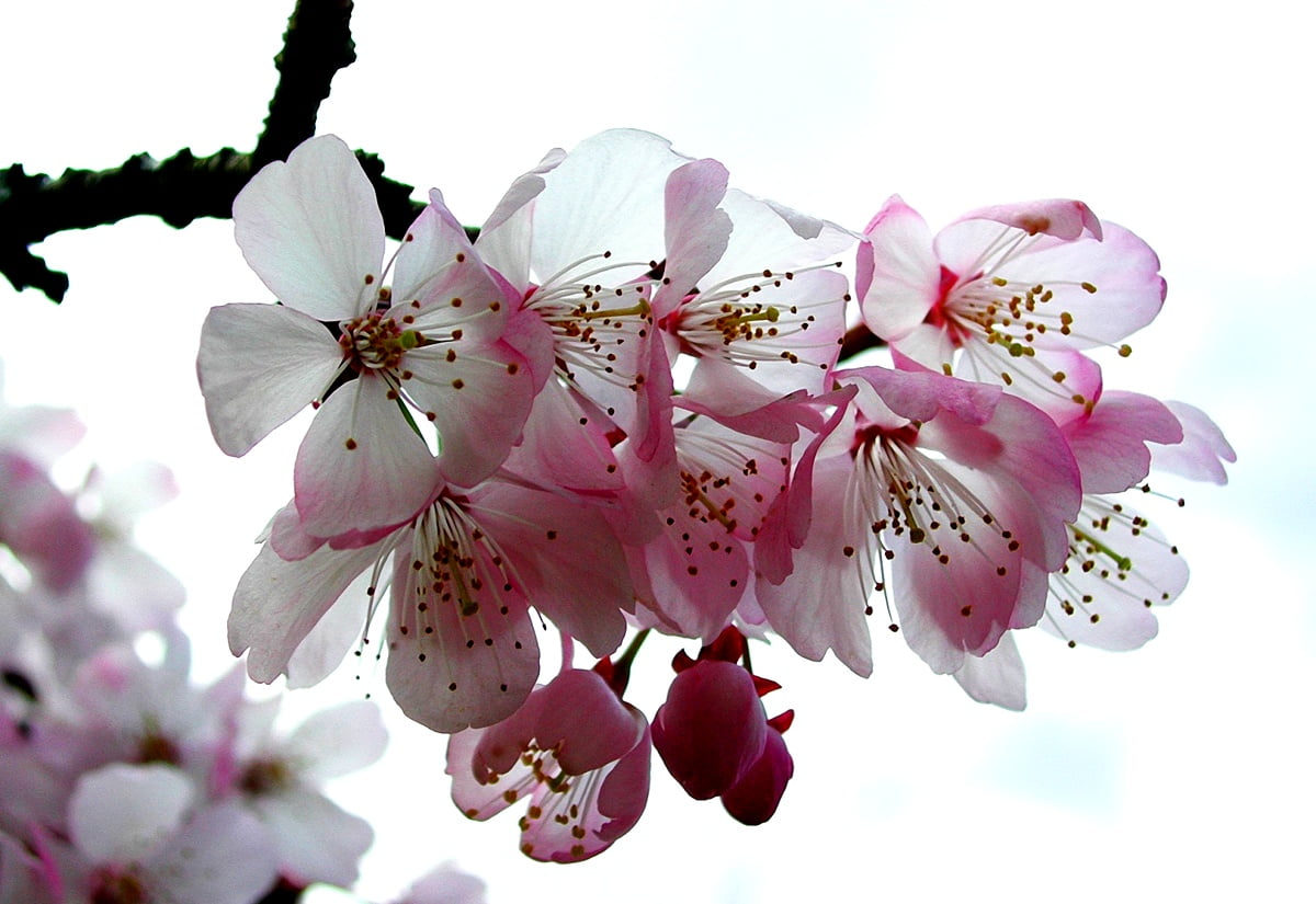 70+ Cherry blossom wallpapers HD | Download Free backgrounds