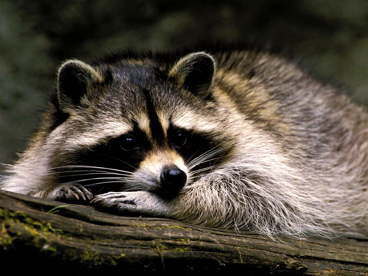 Raccoon, animals, wildlife, gray / wallpaper