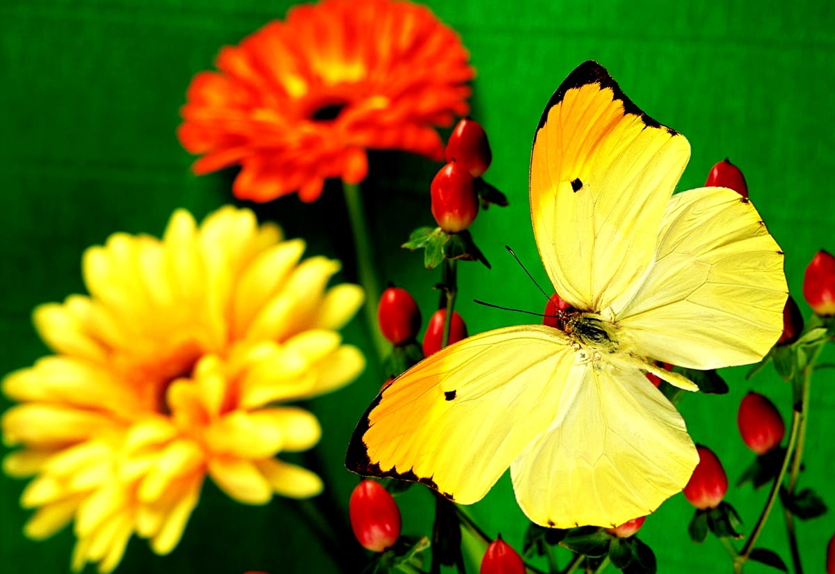 Phone Insect Wallpapers 290+ Insects wallpapers phone 🔥 Download Free backgrounds
