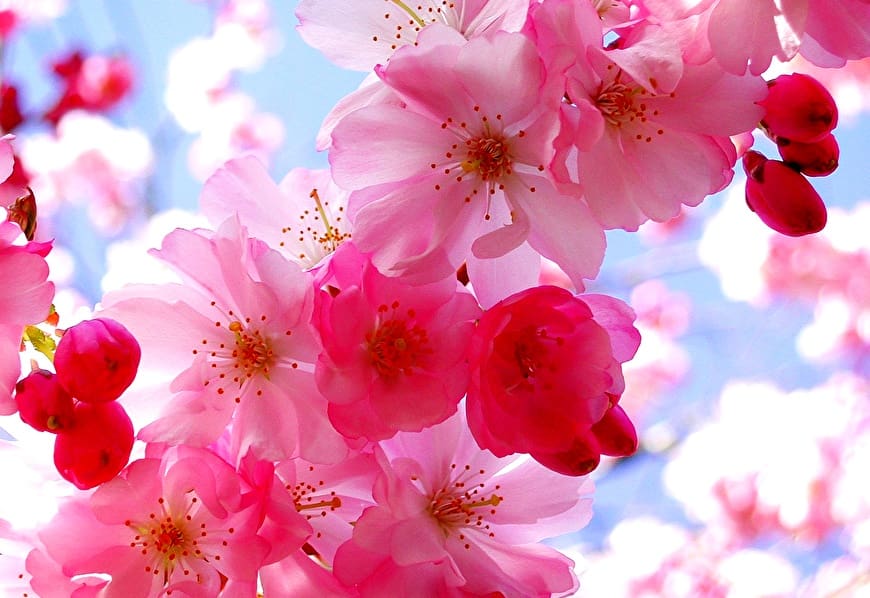 Flowers, Spring, Pink wallpaper | Download TOP Free wallpapers