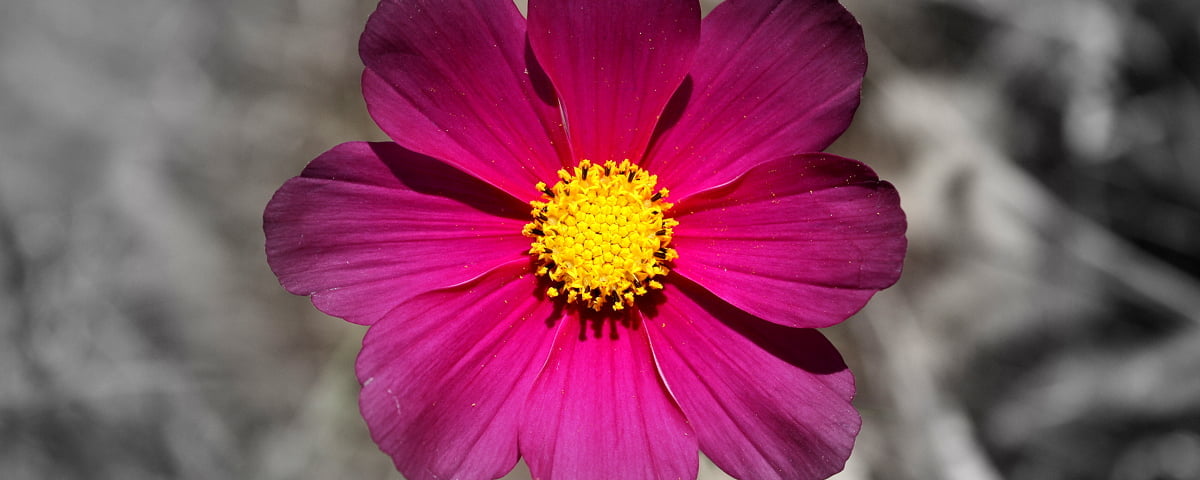 1100+ Rosa bakgrunner HD | Laste ned Bakgrunnsbilder Gratis