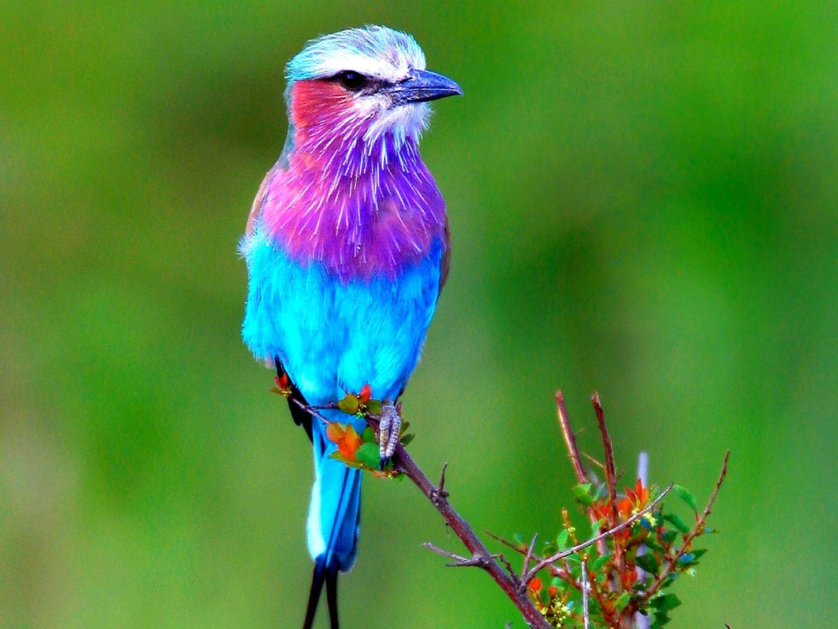 Colorful bird perched on tree branch / wallpaper 1600x1200