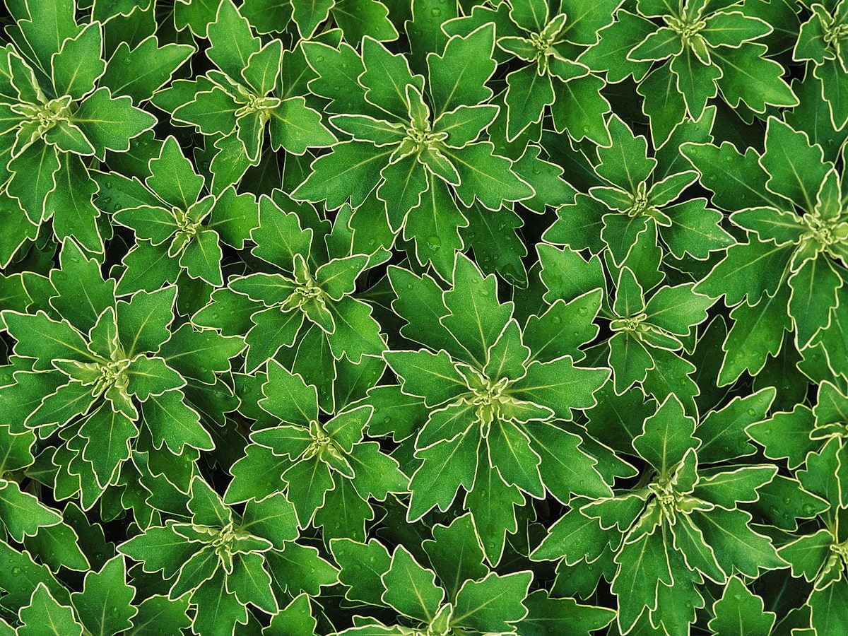 Plante verte / image pour fond d'écran (1600x1200)