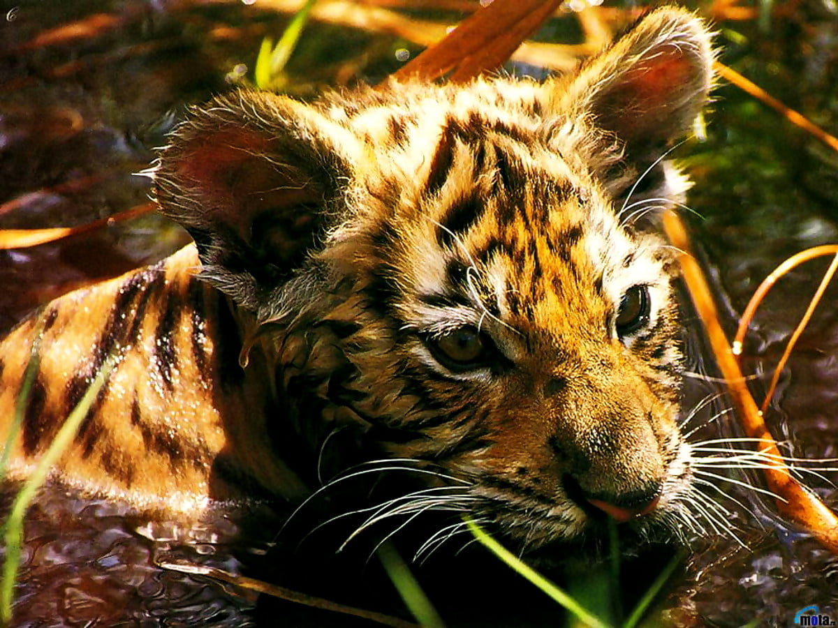 Wallpaper : tiger, wildlife, animals, bengal tiger, siberian tiger 1024x768