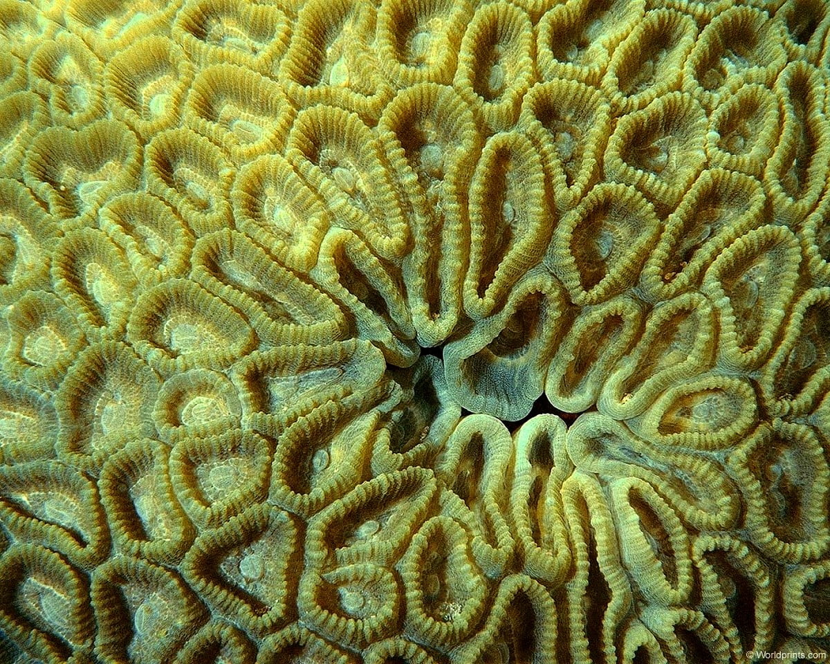 Brain coral wallpapers HD | Download Free backgrounds