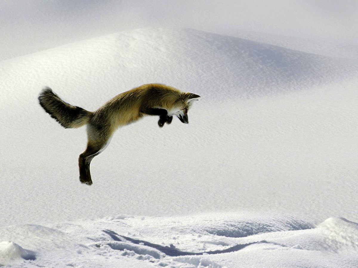 Pingouin dans la neige - fonds d'écran