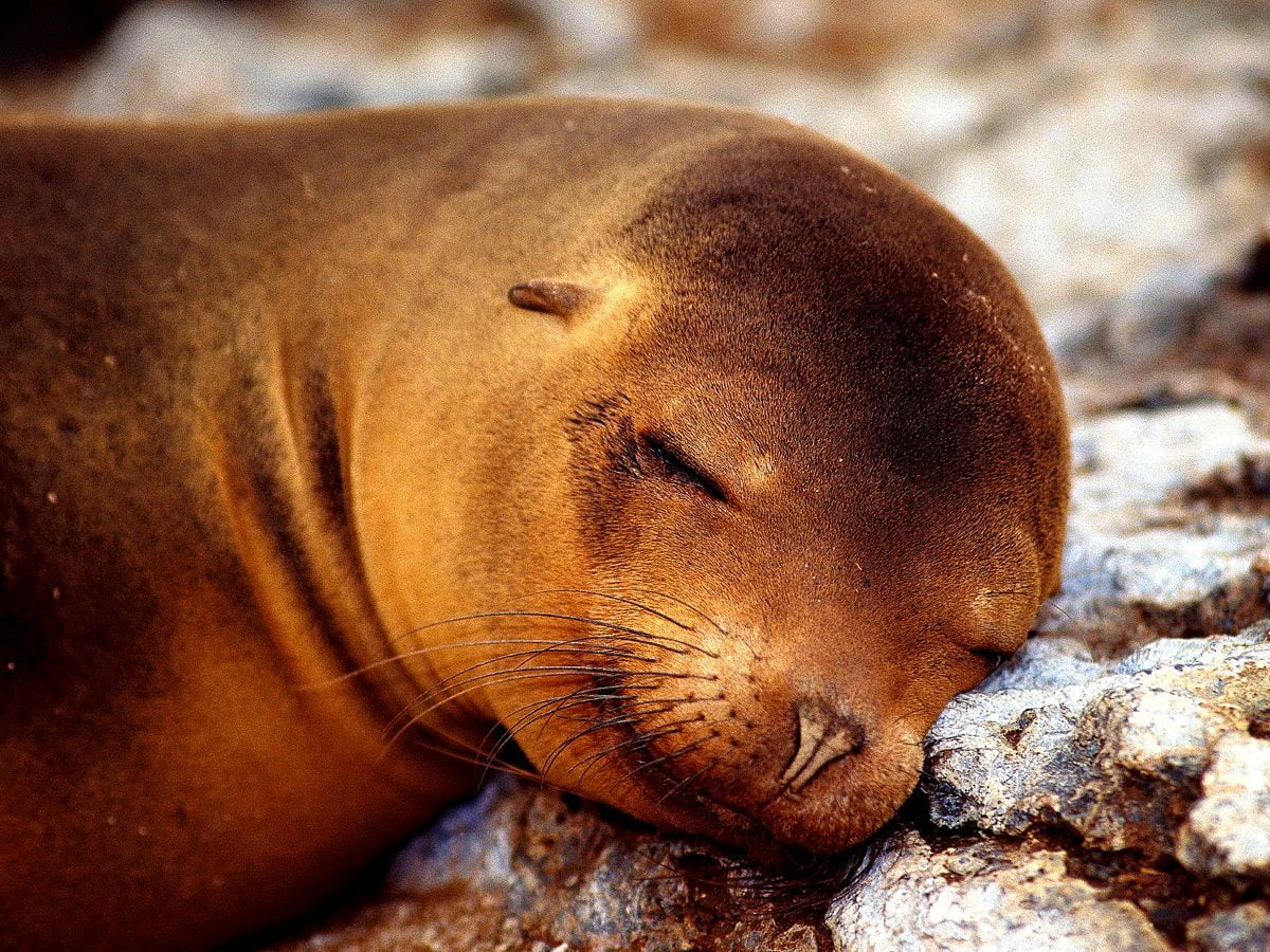 Wallpaper Seal, Ocean, Animals | Download TOP Free backgrounds