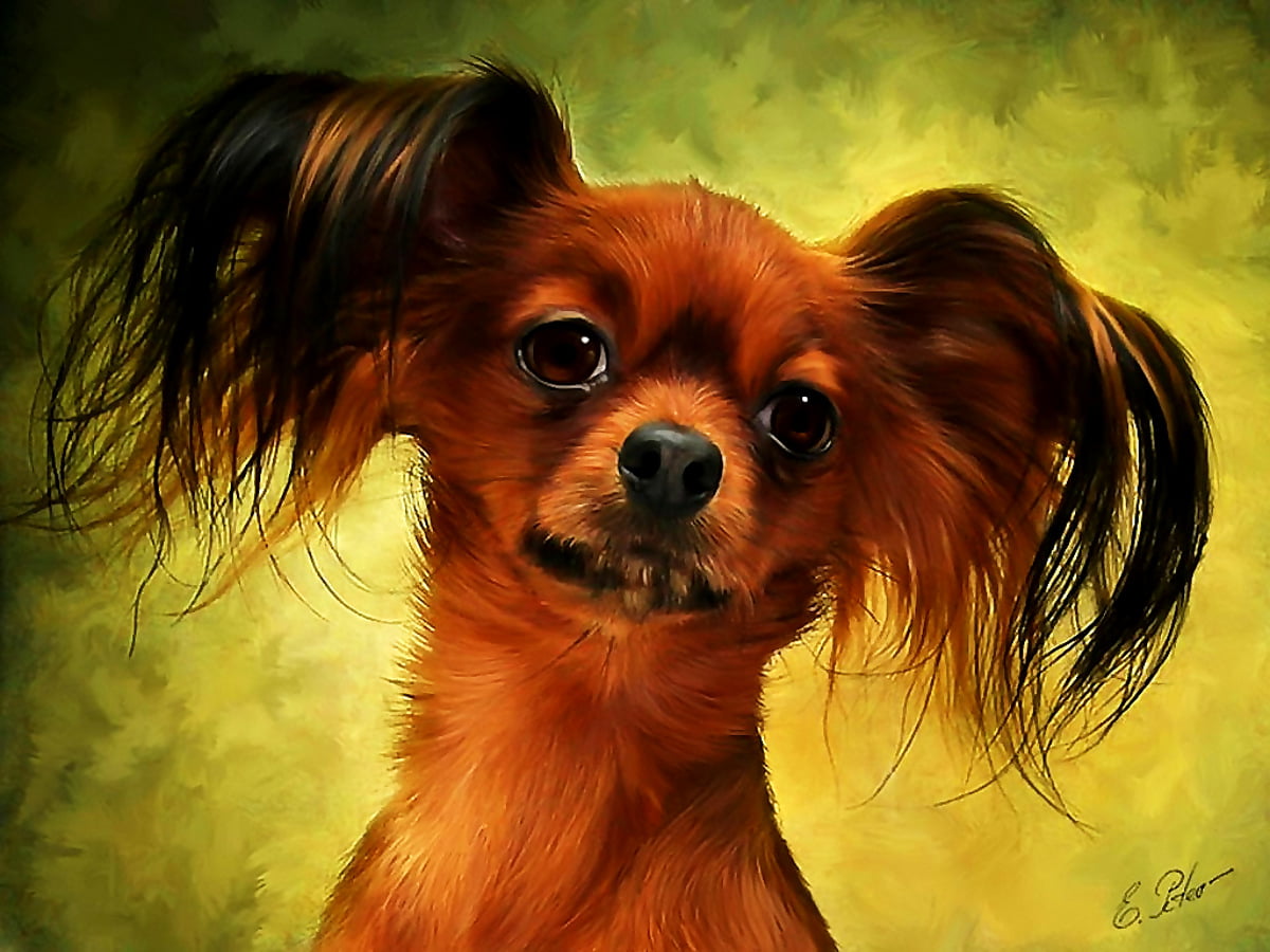 Image dogs brown animals download best free images