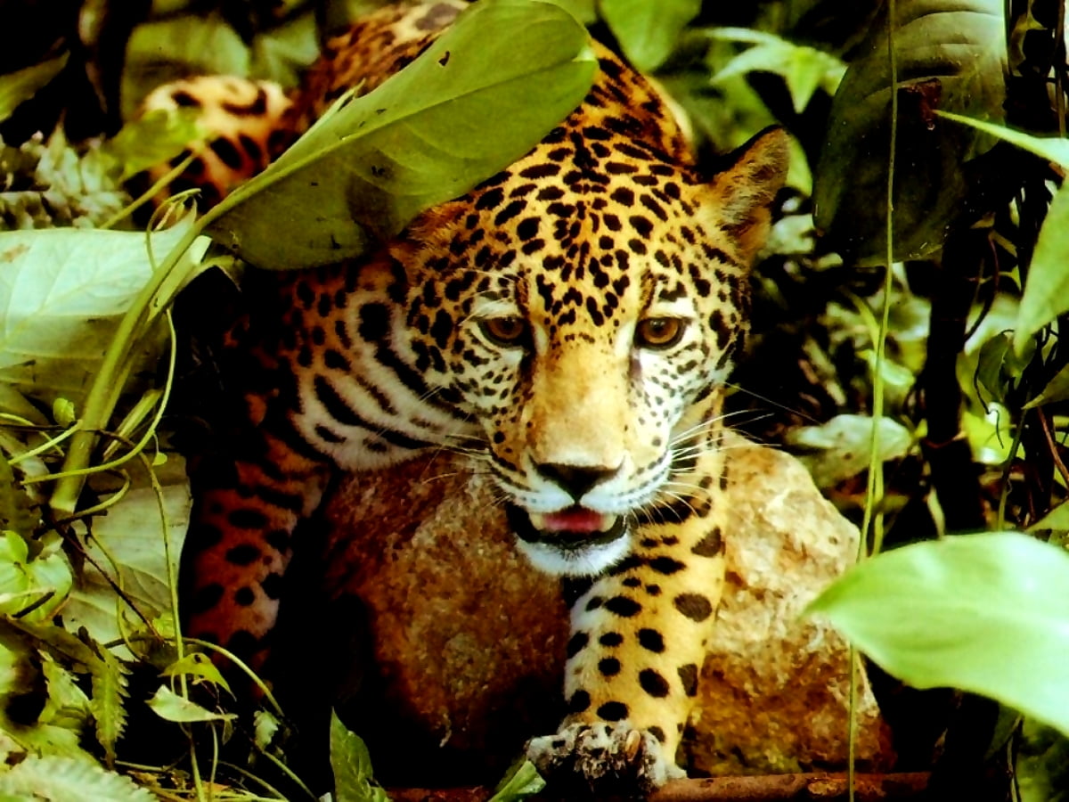 HD wallpapers : leopard, wildlife, animals, african leopard