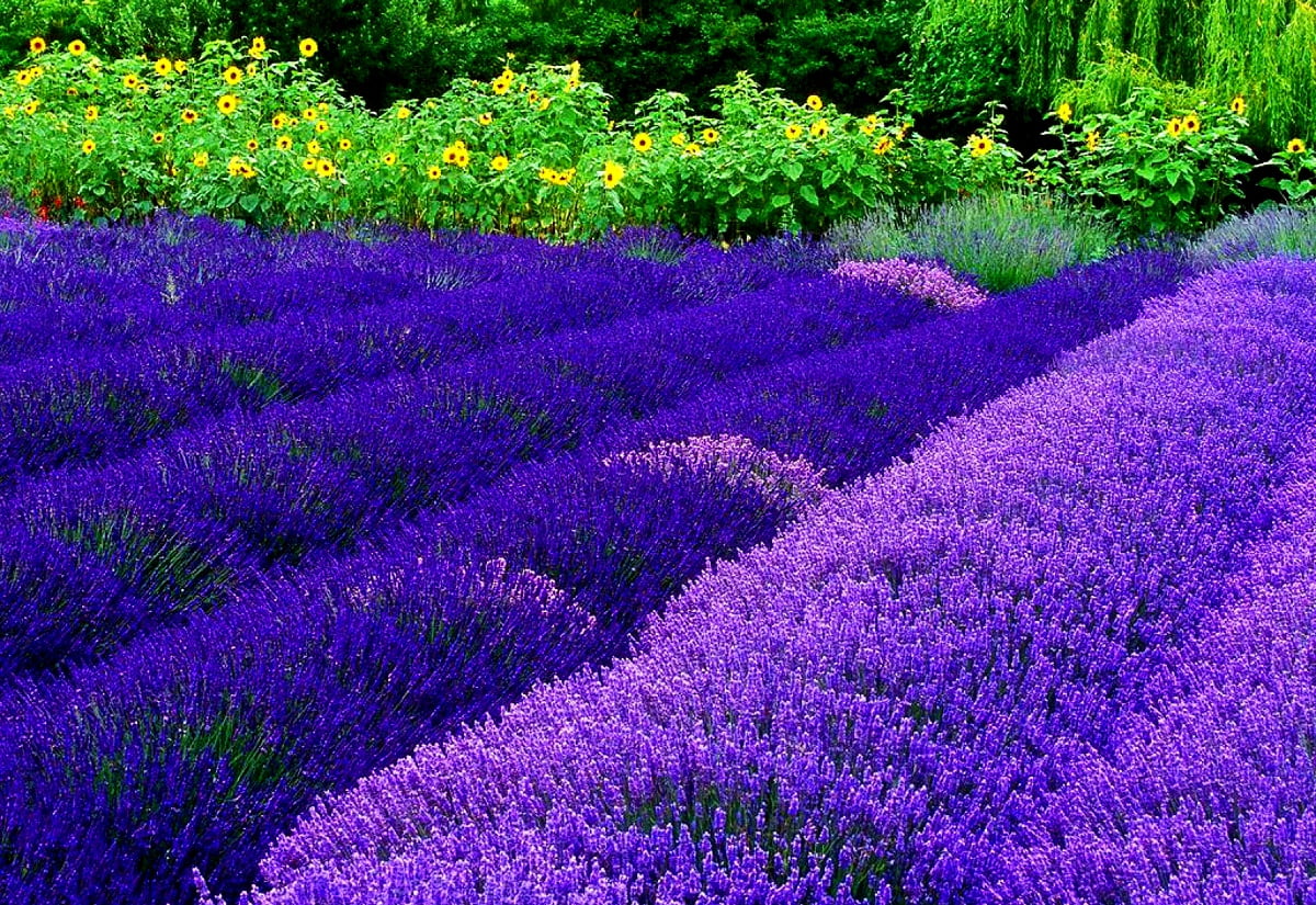 Free wallpaper HD : purple flower in field
