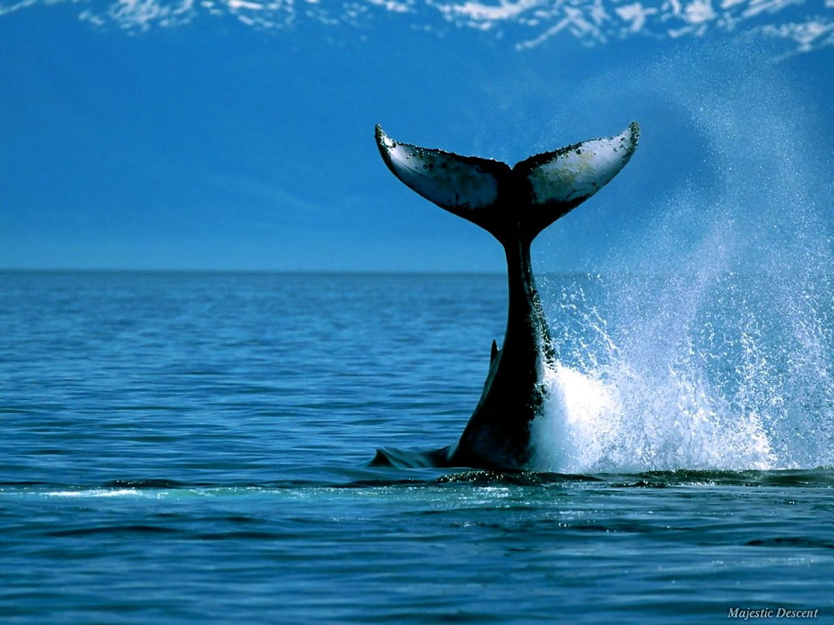 Ocean, Animals, Whale wallpaper | Free TOP backgrounds