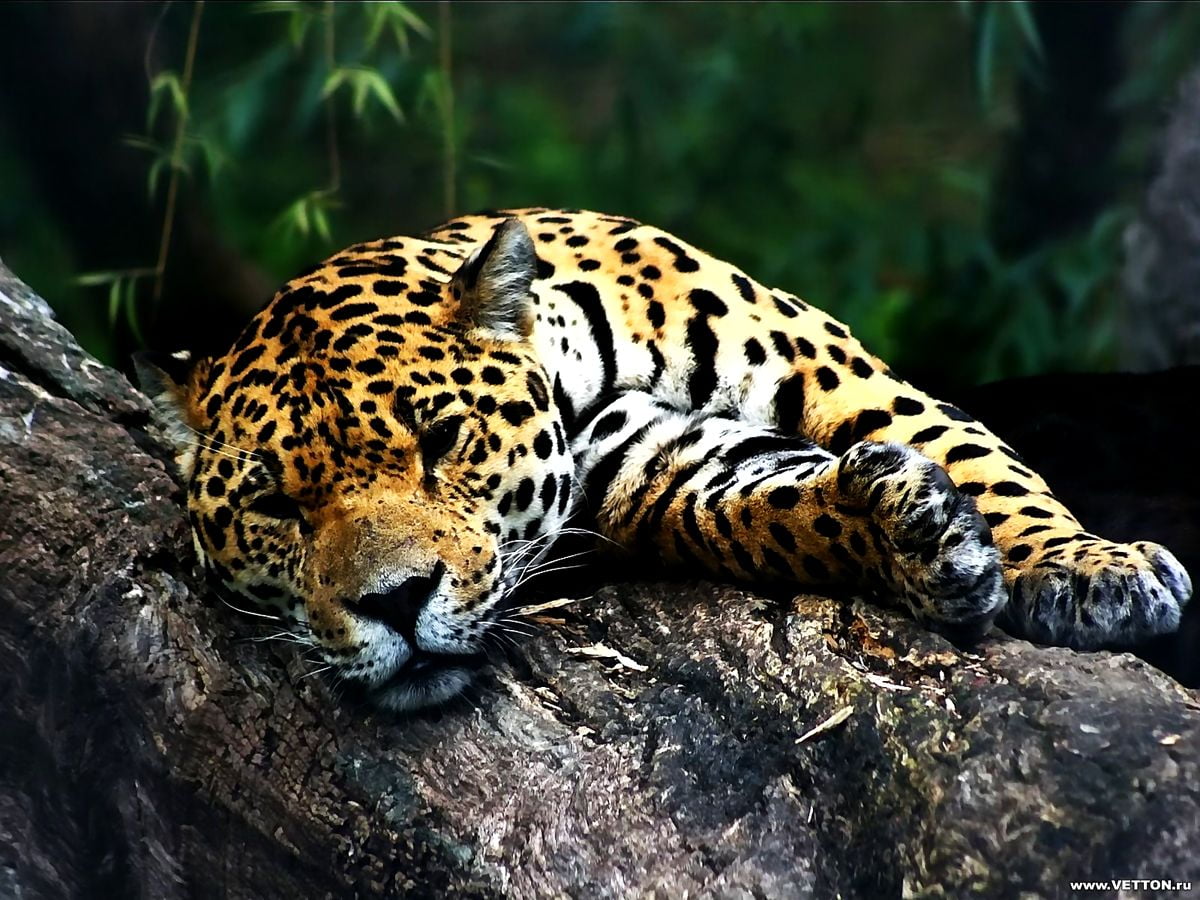 Jaguar wallpapers HD | Download Free backgrounds