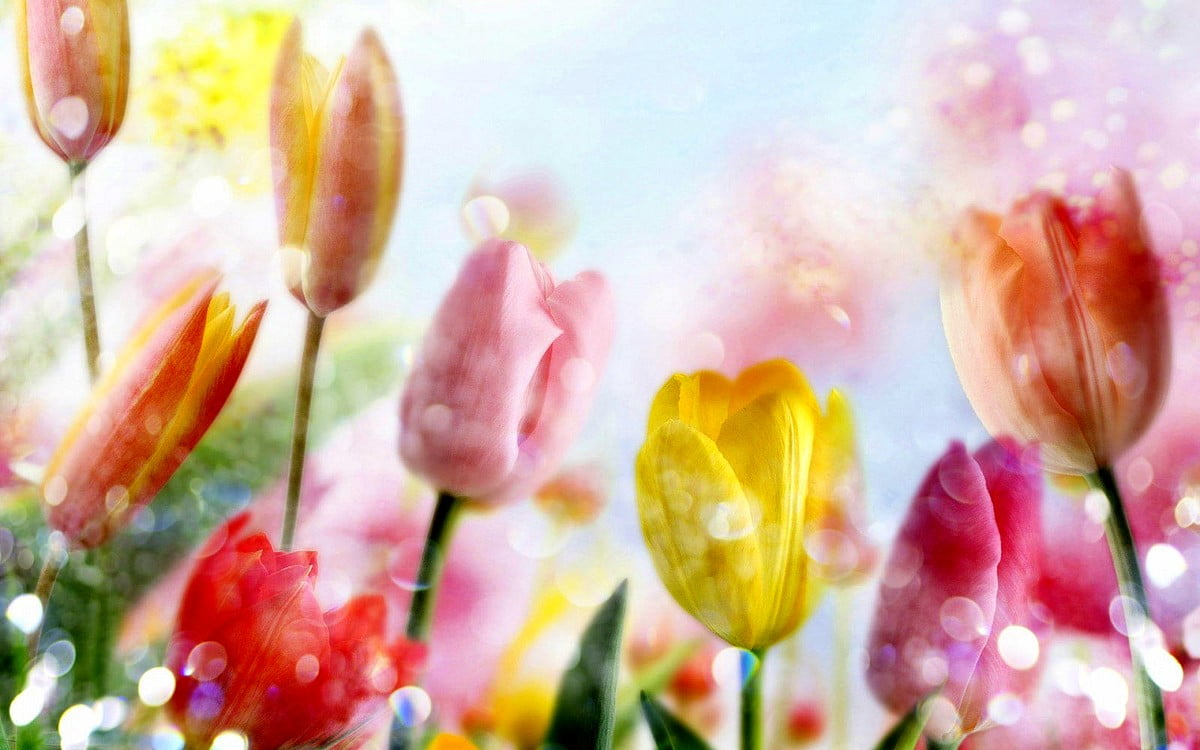 40+ Tulip wallpapers HD | Download Free backgrounds