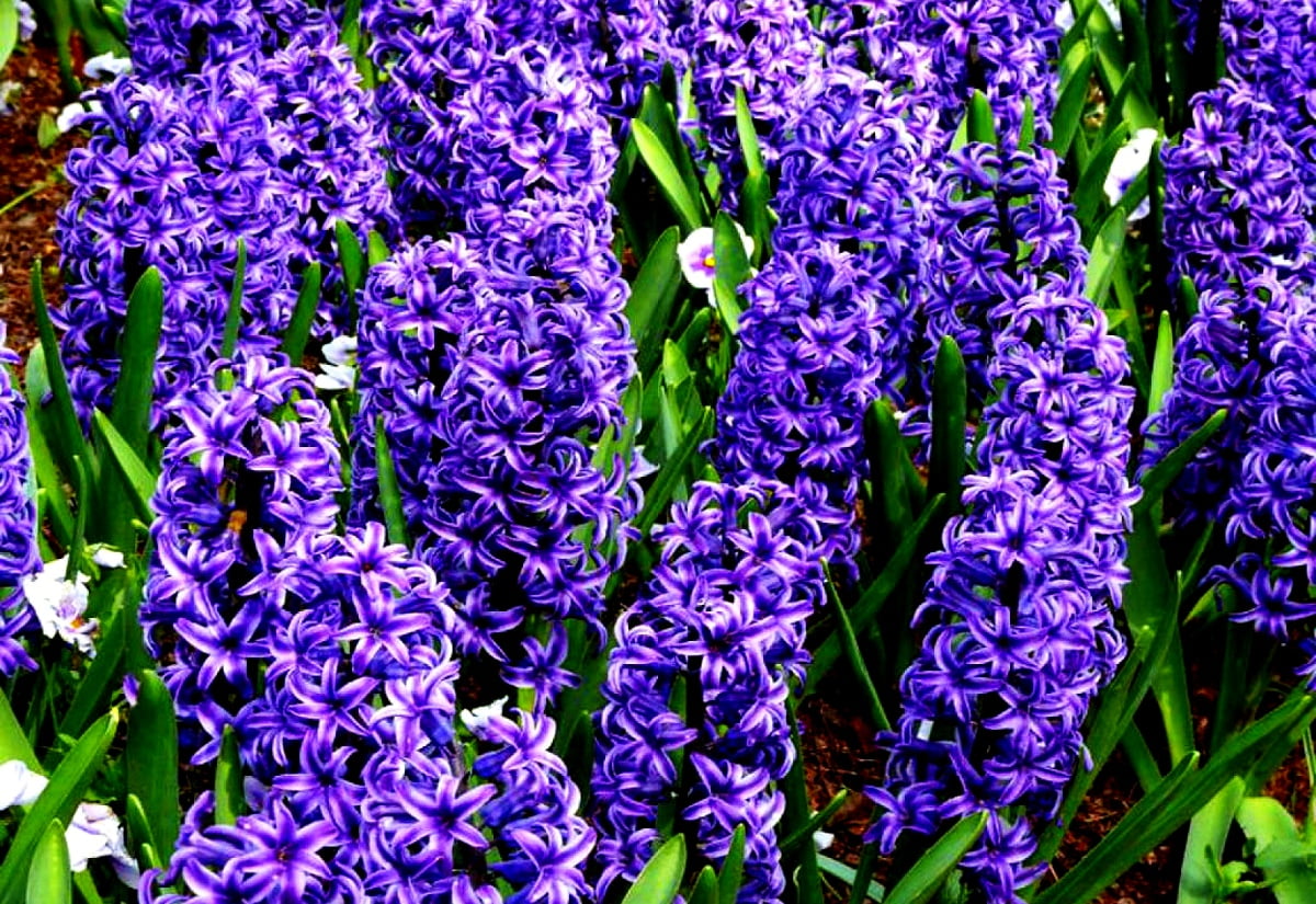 Purple flower — background 1600x1100