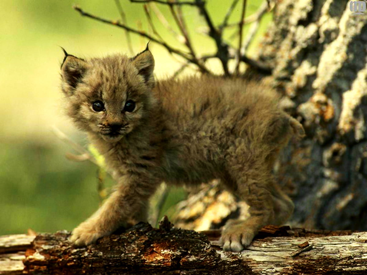 Download Lynx Animal Hairy RoyaltyFree Stock Illustration Image  Pixabay