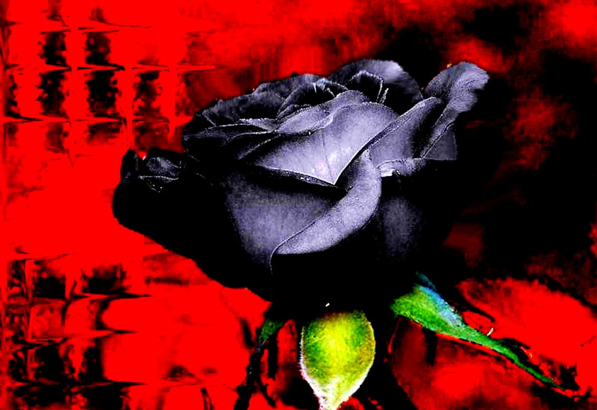 Wallpaper / fantastic flowers, red, garden roses, rose, black
