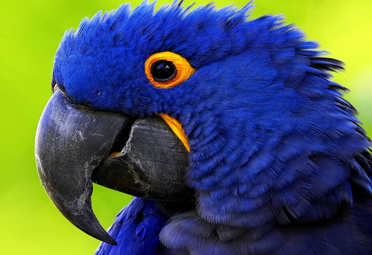 Bird on parrot - free wallpapers 1600x1100