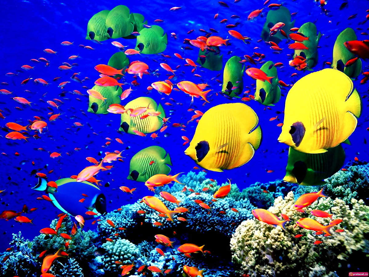 160+ Ocean life backgrounds HD | Download Free wallpapers