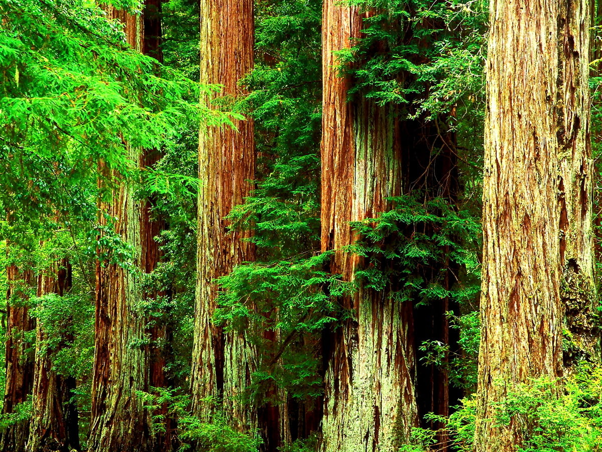 Cool Forest, Redwood, Old-Growth Forest wallpaper | Download TOP Free  wallpapers