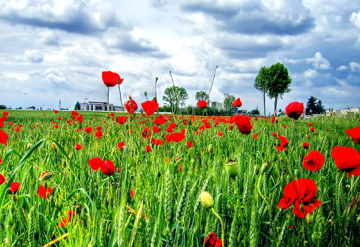 Red flower in field : backgrounds