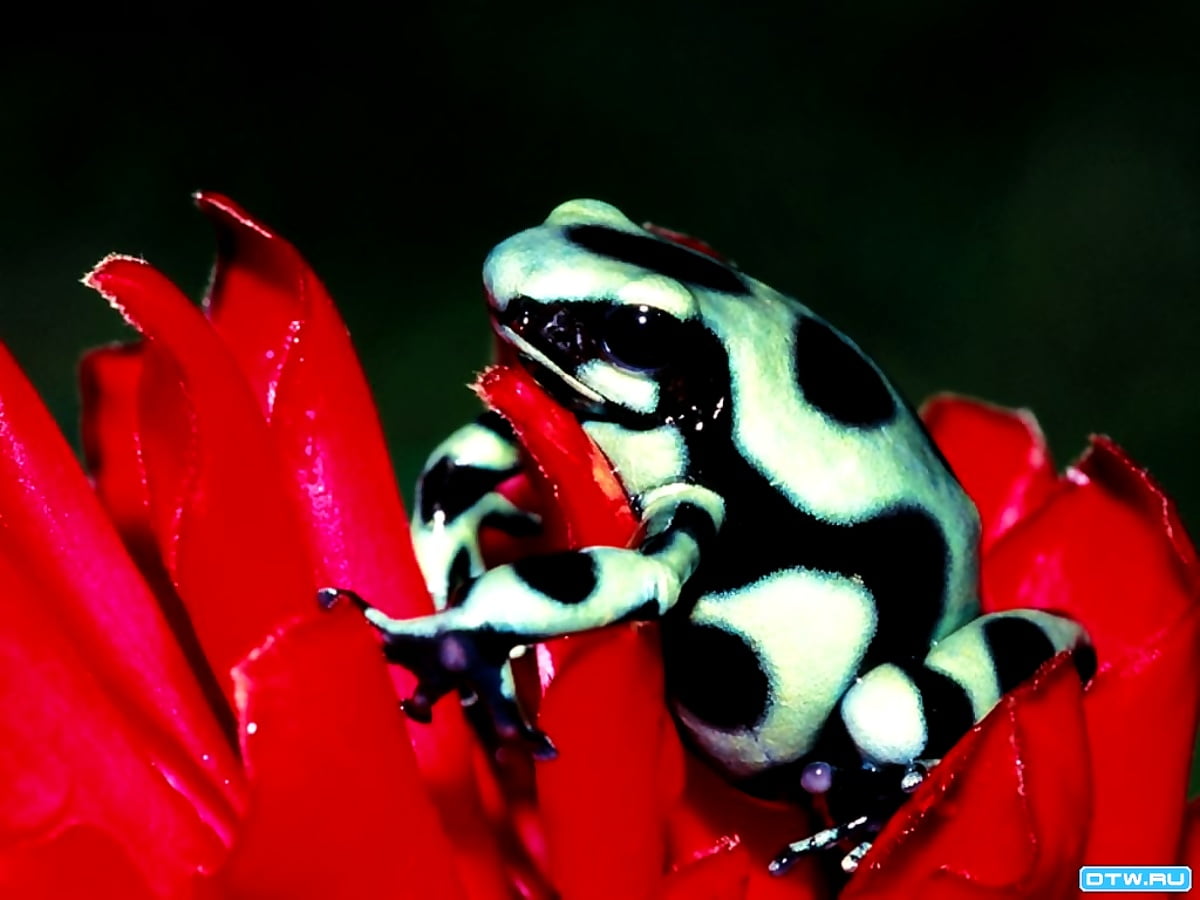 Poison dart frog wallpapers HD | Download Free backgrounds