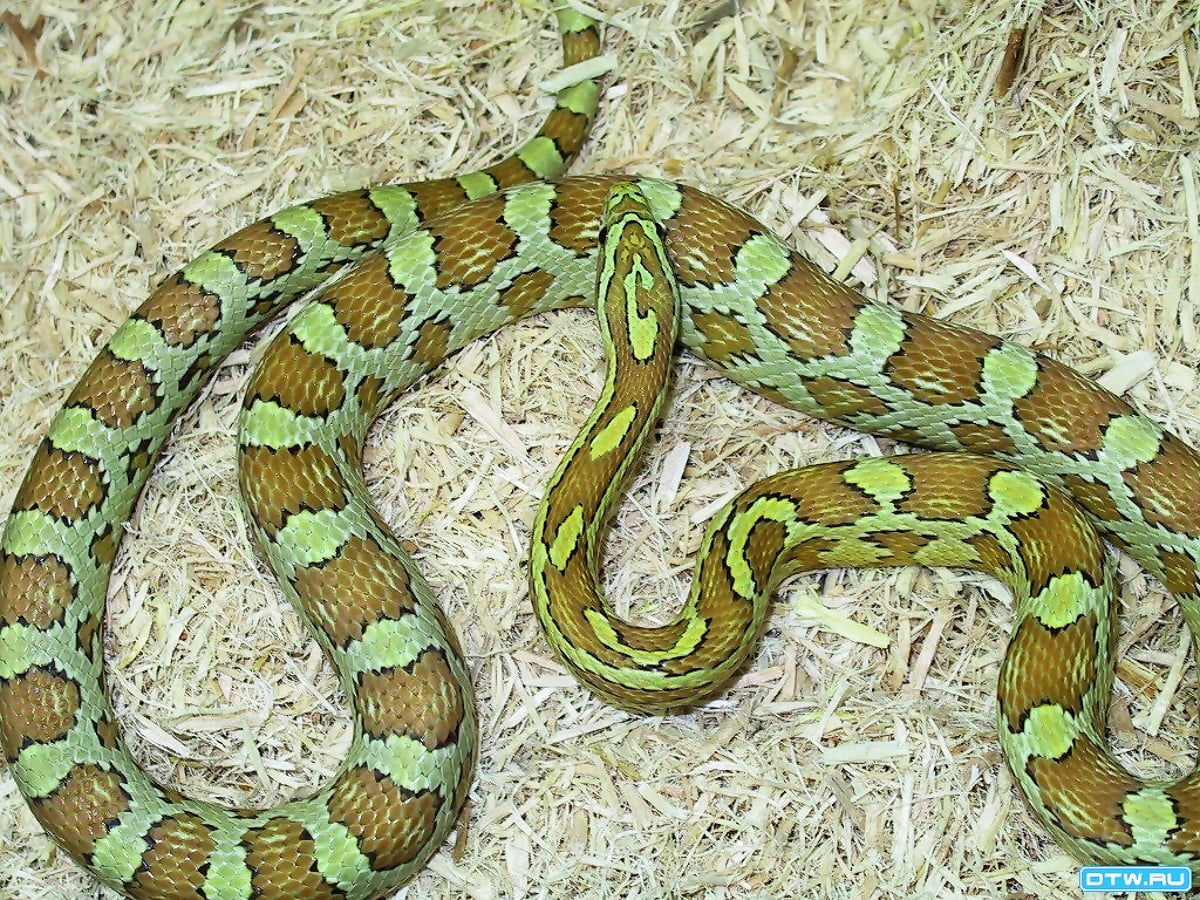 Serpent, reptile, animaux, python, Natrix natrix - image d'arrière-plan (1024x768)