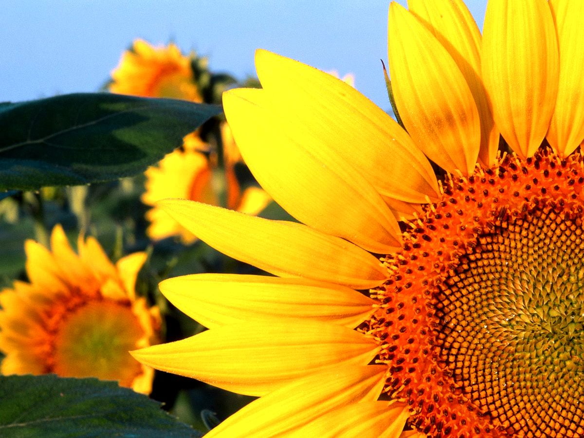Flowers, sunflower, yellow, petal, sunflower seed — background