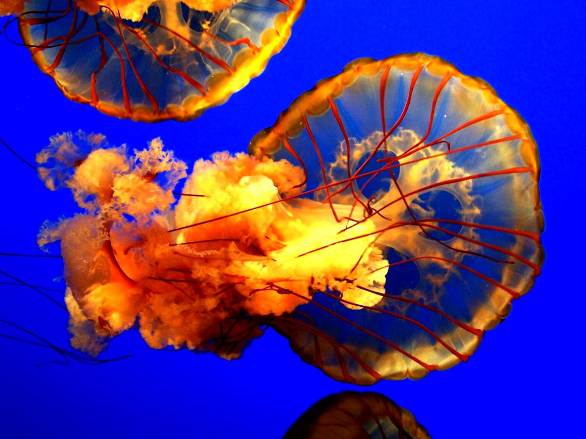 Jellyfish, animals, orange, aquarium, reef — backgrounds