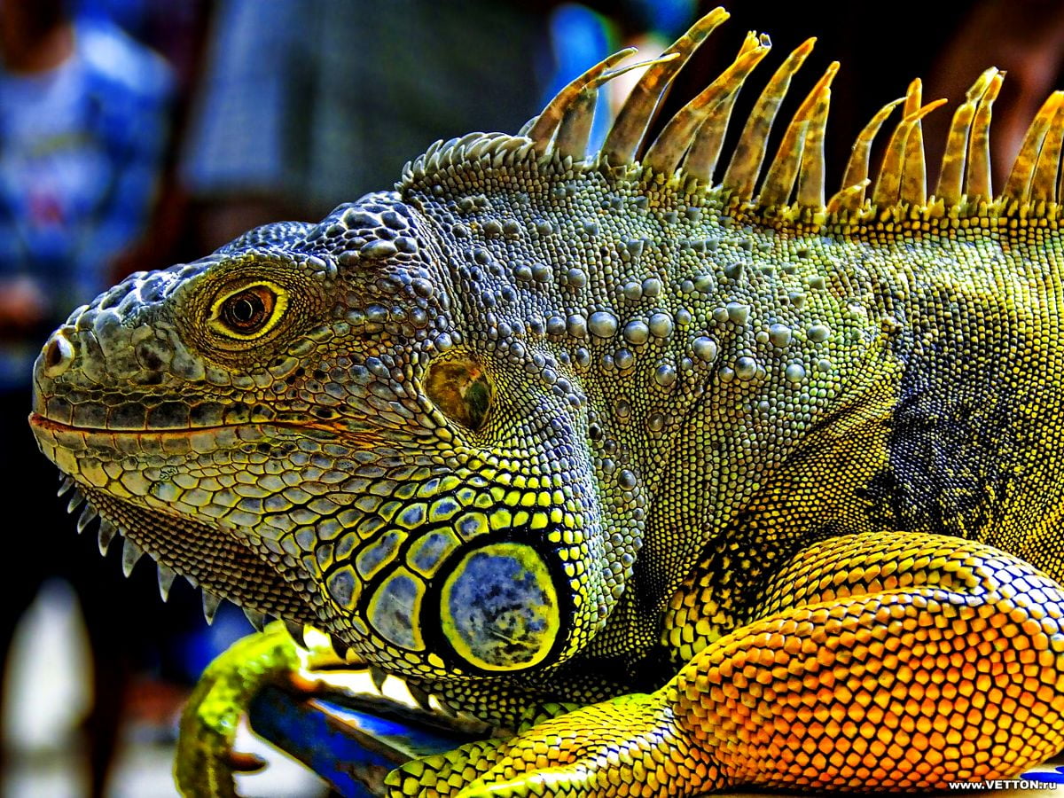 Reptile, iguana, lizard, green iguana, animals
