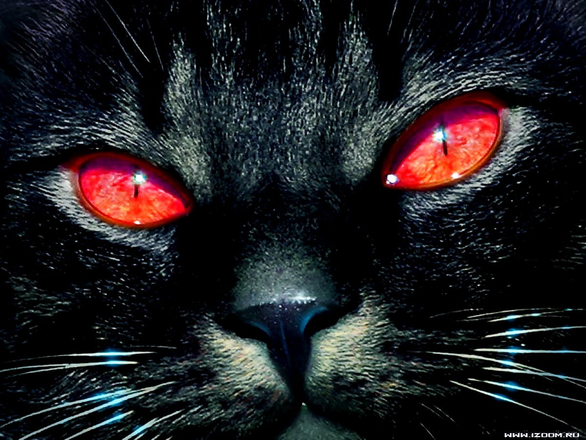 Cats, Black Cat, Black wallpaper | Download Free backgrounds