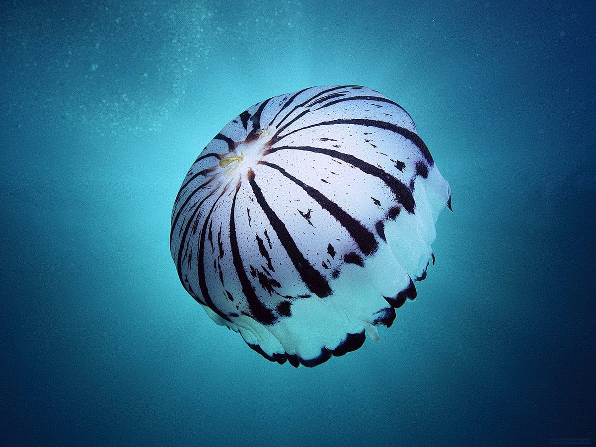 Sea, Animals, Underwater World wallpaper | Best Free pictures