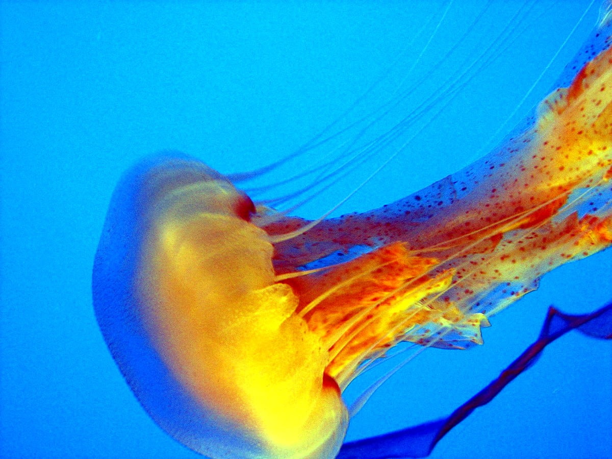 Jellyfish in water : free background 1600x1200