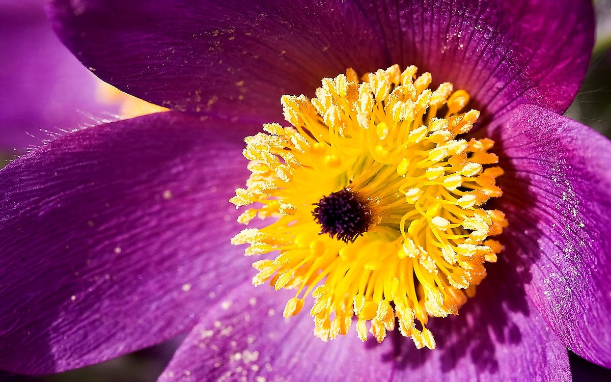 Purple flower / free HD background image (1920x1200)