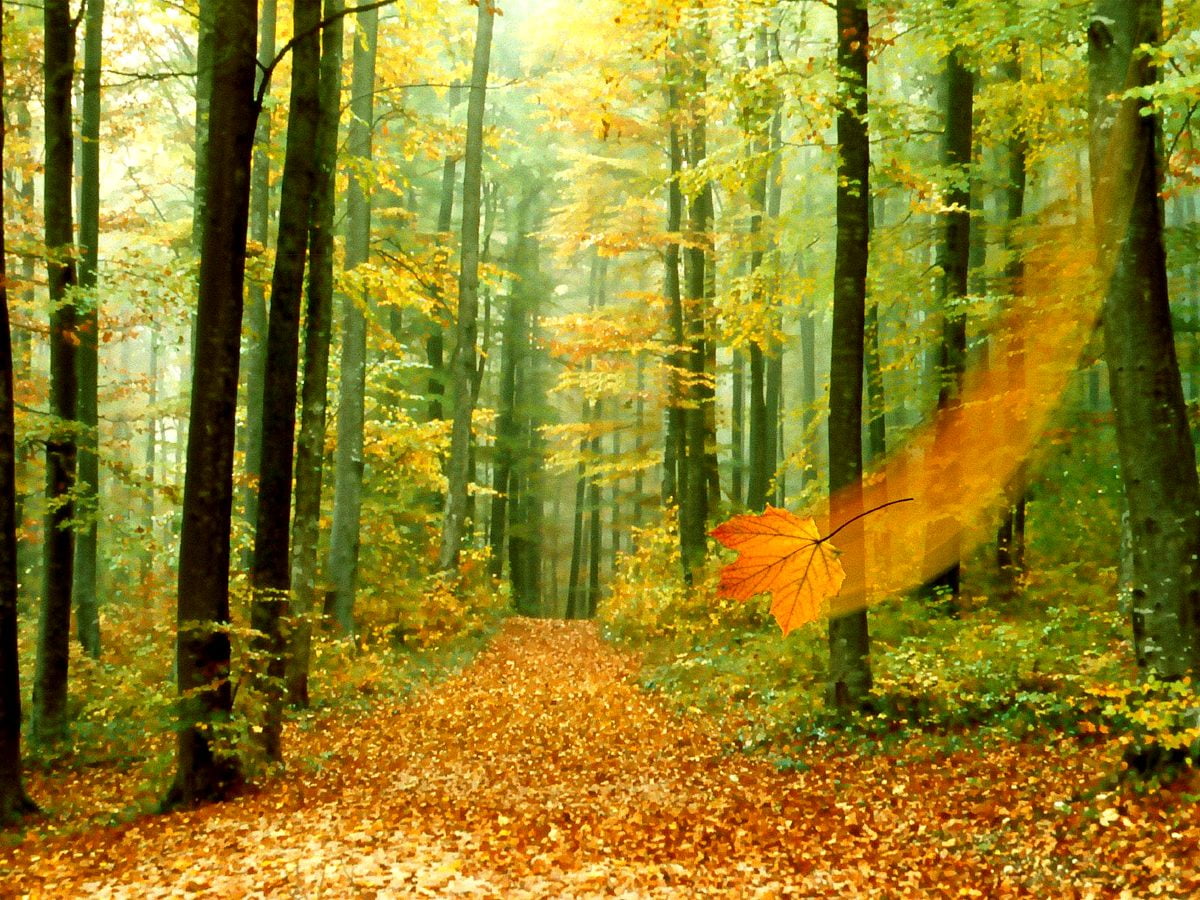 340+ Fondos de pantalla - Otoño HD |Fondos Gratis