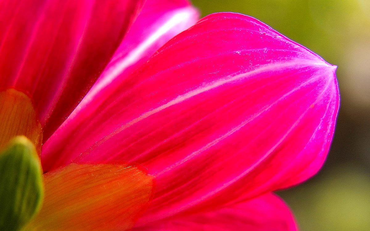 Flowers, petal, pink, red, magenta : free background 1920x1200