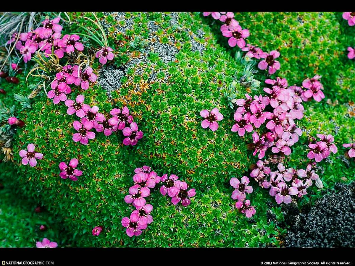 30+ Wild flora backgrounds HD 🔥 Download Free wallpapers