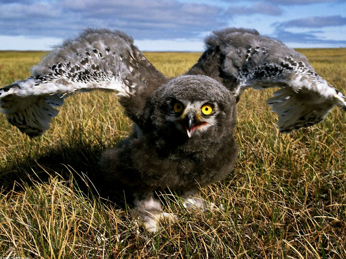 Image d'arrière-plan — oiseau, debout, sur, herbe sèche 1600x1200