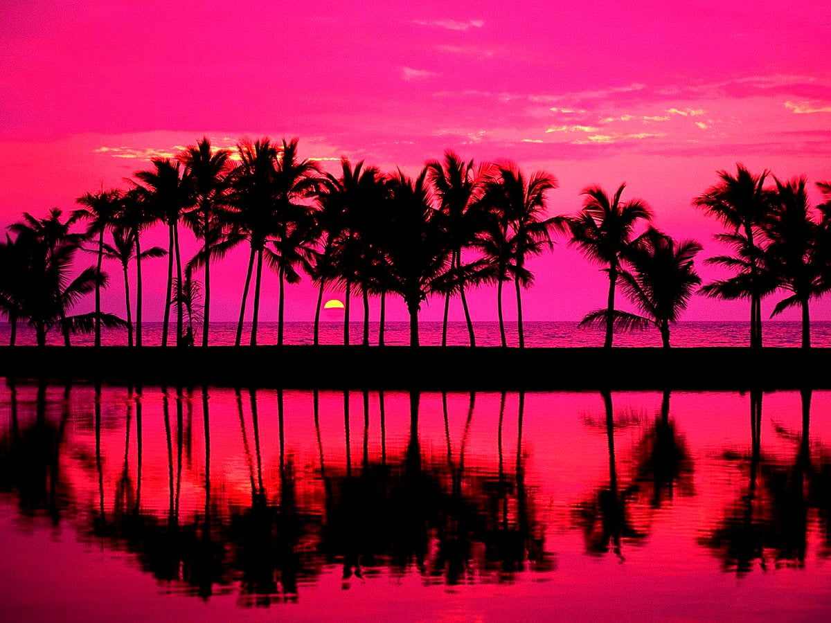 California Sunset colorful palm trees HD phone wallpaper  Peakpx