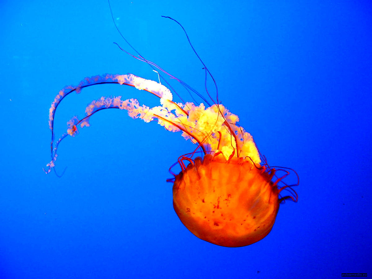 Jellyfish, sea, animals, aquarium, underwater : free HD backgrounds